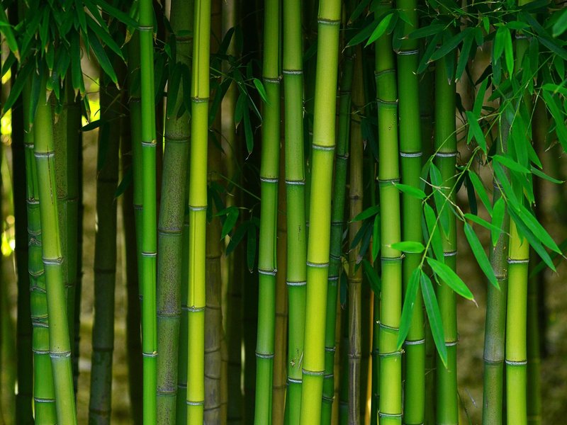 Bamboo